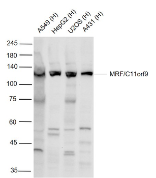 MRF/C11orf9 Rabbit Polyclonal Antibody