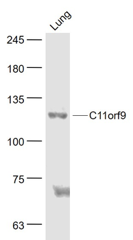MRF/C11orf9 Rabbit Polyclonal Antibody