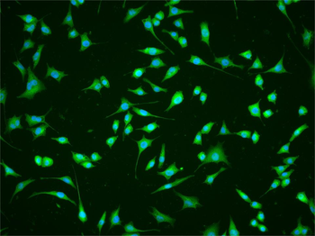 Mst2 Rabbit Polyclonal Antibody