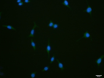 Musashi 1 Rabbit Polyclonal Antibody