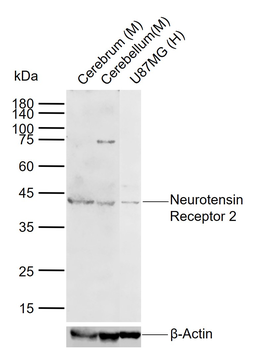 Neurotensin Receptor 2 Rabbit Polyclonal Antibody