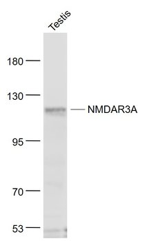 NMDAR3A Rabbit Polyclonal Antibody