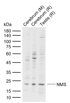 NMS Rabbit Polyclonal Antibody
