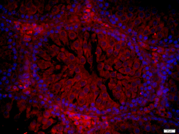 NPW/Neuropeptide W Rabbit Polyclonal Antibody