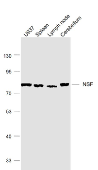 NSF Rabbit Polyclonal Antibody
