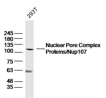 NUP107 Rabbit Polyclonal Antibody