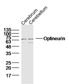 Optineurin Rabbit Polyclonal Antibody