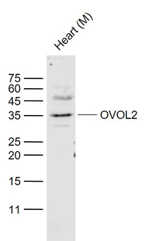 OVOL2 Rabbit Polyclonal Antibody