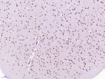 PAPOG Rabbit Polyclonal Antibody