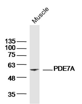 PDE7A Rabbit Polyclonal Antibody