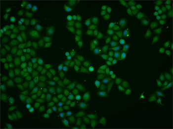 Rad51 Rabbit Polyclonal Antibody