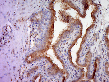 Phospho-RASA1 (Tyr460) Rabbit Polyclonal Antibody