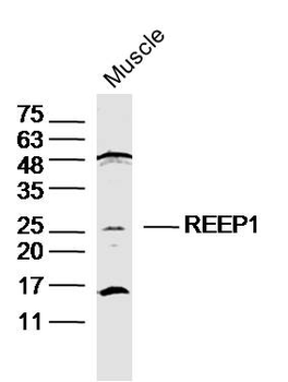 REEP1 Rabbit Polyclonal Antibody