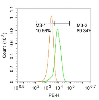 RHOG Rabbit Polyclonal Antibody