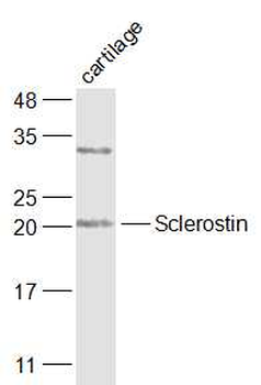 Sclerostin Rabbit Polyclonal Antibody