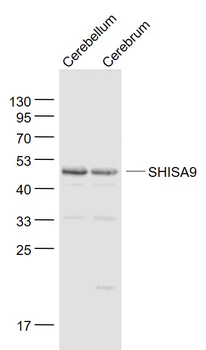 SHISA9 Rabbit Polyclonal Antibody