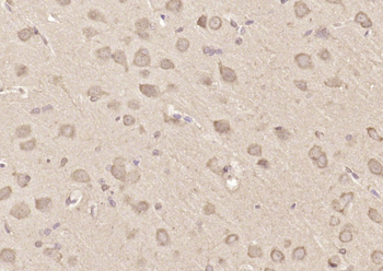 FAM96B Rabbit Polyclonal Antibody