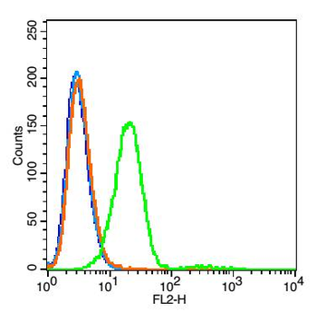 SLC27A4 Rabbit Polyclonal Antibody