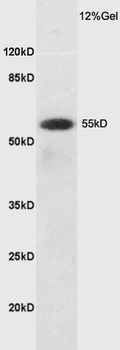 SLC7A5 Rabbit Polyclonal Antibody