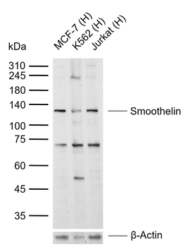 Smoothelin Rabbit Polyclonal Antibody