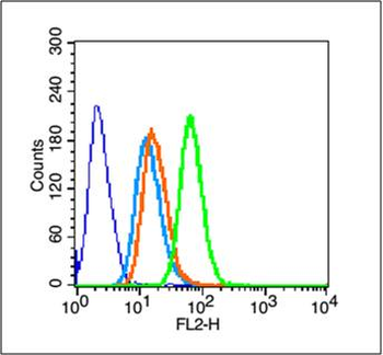 SNAIL + SLUG Rabbit Polyclonal Antibody