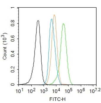 Phospho-SNAIL + SLUG (Ser246) Rabbit Polyclonal Antibody