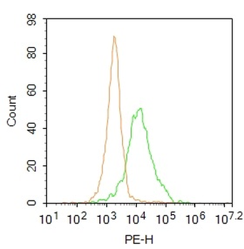 SPAG17 Rabbit Polyclonal Antibody