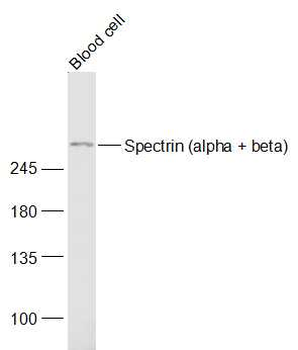 Spectrin (alpha + beta) Rabbit Polyclonal Antibody