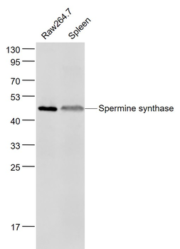 Spermine synthase Rabbit Polyclonal Antibody