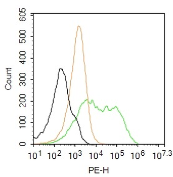 Synaptotagmin XII Rabbit Polyclonal Antibody