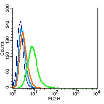 SYNPR/Synaptoporin Rabbit Polyclonal Antibody