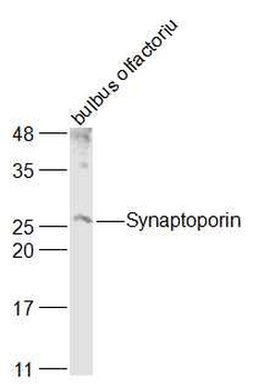 SYNPR/Synaptoporin Rabbit Polyclonal Antibody