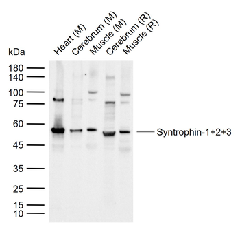 Syntrophin-1+2+3 Rabbit Polyclonal Antibody