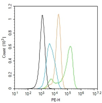 TAZ Rabbit Polyclonal Antibody