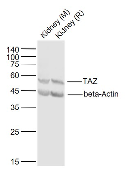 TAZ Rabbit Polyclonal Antibody