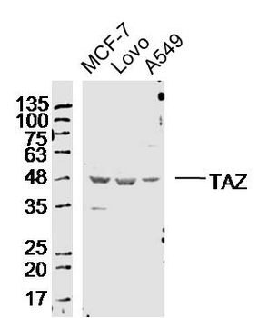 TAZ Rabbit Polyclonal Antibody