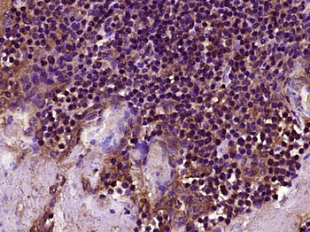 TLR8 Rabbit Polyclonal Antibody