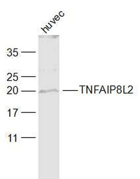 TNFAIP8L2 Rabbit Polyclonal Antibody