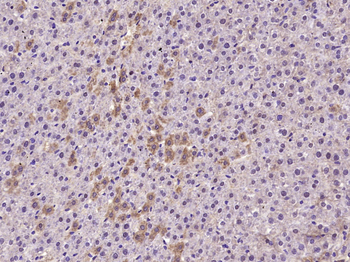 TrkA Rabbit Polyclonal Antibody