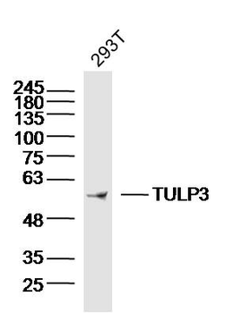 TULP3 Rabbit Polyclonal Antibody