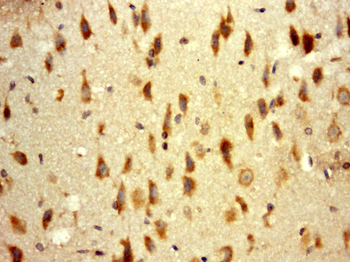 TXLNB Rabbit Polyclonal Antibody