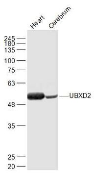 UBXD2 Rabbit Polyclonal Antibody