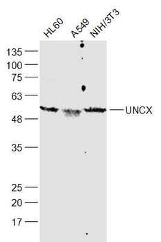 UNCX Rabbit Polyclonal Antibody