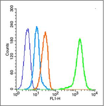 VEGFB Rabbit Polyclonal Antibody