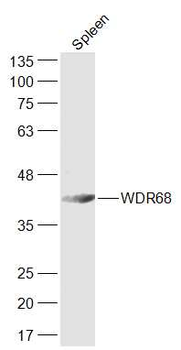 WDR68 Rabbit Polyclonal Antibody