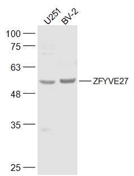 ZFYVE27 Rabbit Polyclonal Antibody