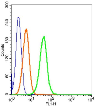 CD166 Rabbit Polyclonal Antibody (BF488)