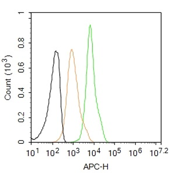 Estrogen Receptor alpha Rabbit Polyclonal Antibody (BF647)