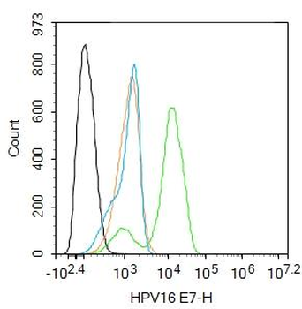 HPV16 E7 Rabbit Polyclonal Antibody