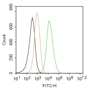 Vimentin Rabbit Polyclonal Antibody (BF488)